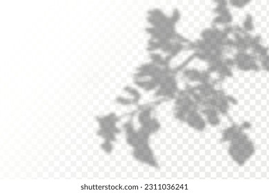 Sombra realista de hojas y ramas tropicales sobre fondo transparente a cuadros. El efecto de las sombras superpuestas. La distribución de la luz natural.
