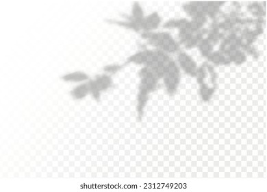 Realistic shadow tropical leaves and branches on transparent checkered background. The effect of overlaying shadows. Natural light layout.