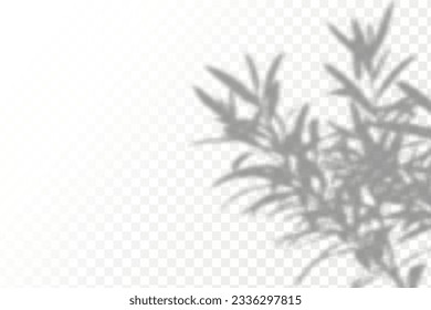 Realistic shadow tropical leaves and branches on transparent checkered background. The effect of overlaying shadows. Natural light layout.