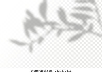 Realistic shadow tropical leaves and branches on transparent checkered background. The effect of overlaying shadows. Natural light layout.