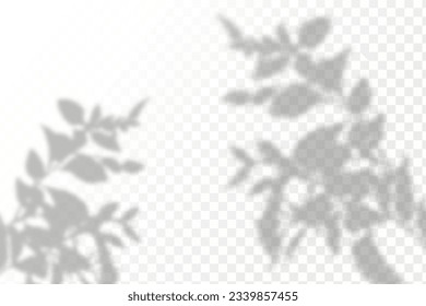 Realistic shadow tropical leaves and branches on transparent checkered background. The effect of overlaying shadows. Natural light layout.