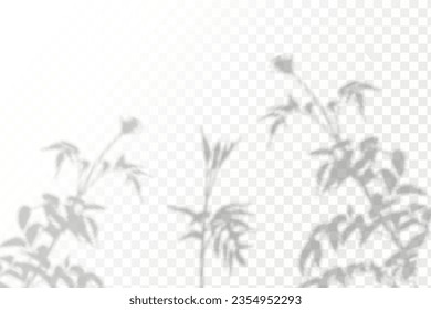 Realistic shadow tropical leaves and branches on transparent checkered background. The effect of overlaying shadows. Natural light layout.