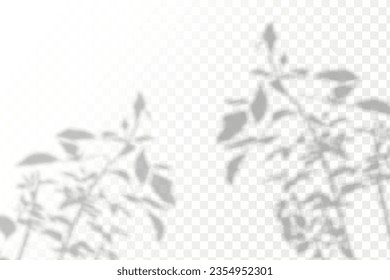 Realistic shadow tropical leaves and branches on transparent checkered background. The effect of overlaying shadows. Natural light layout.