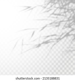 Realistic shadow of tropical leaves,branches or bamboo on transparent checkered background. The effect of overlaying shadows. Natural light layout.