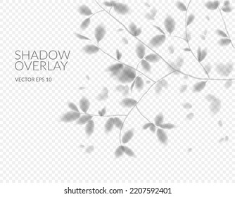 Realistic shadow. Vector with shadow overlays of tree branches with leaves on a transparent background