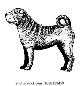 Realistic Shar Pei. Dog breed - Vector illustration