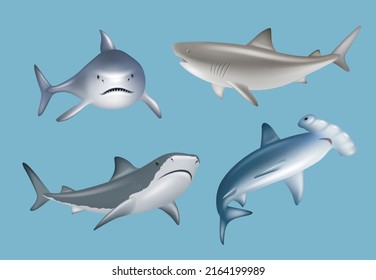 Realistic shark. Angry agressive wild underwater fauna antarctic big sharks danger diving decent vector illustrations set isolated