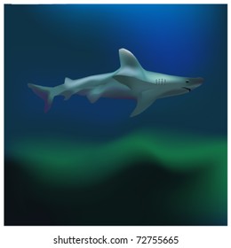 realistic shark vector illustration
