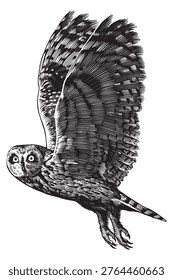 Realistic short eared owl bird illustration drawing in traditional hand drawn style. Woodcut or engraving ink style, scratchboard looking line art.