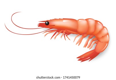 Fresh Pink Shrimp のイラスト素材 画像 ベクター画像 Shutterstock