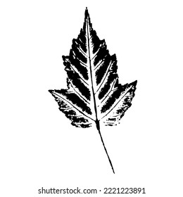 Realistic shrub leaf isolated on white background. Detailed print of the texture of the leaf structure. A natural element for your design.