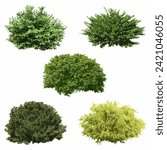Realistic shrubs collection on white background.Set of shrubs