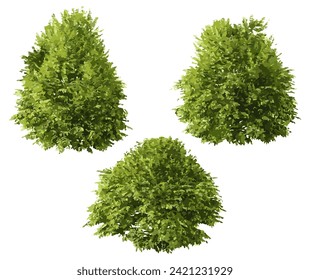 Realistic shrubs collection on white background.Set of shrubs