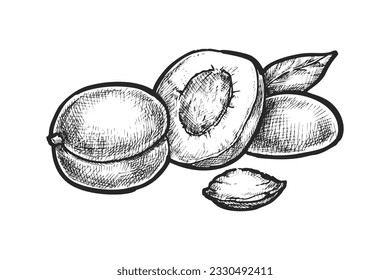 Realistic sign with sliced apricot and seed. Vector image of salad ingredient. Hand drawn stone fruit for vegetarian recipe or vegan culinary. Harvest and agriculture, orchard and farm, biology