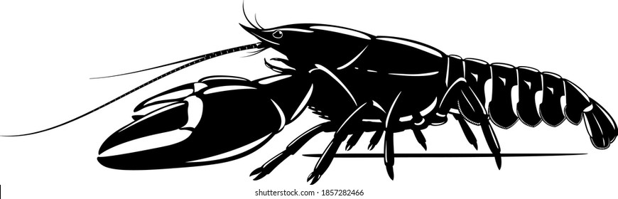 Realistic signal crayfish black and white isolated illustration, one big freshwater North American crayfish on side view, Europe invasive species