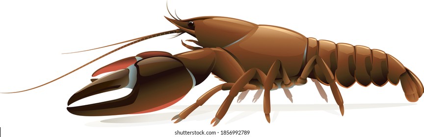 Realistic signal crayfish isolated illustration, one big freshwater North American crayfish on side view, Europe invasive species