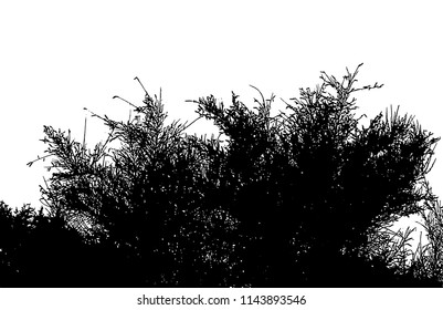 Realistic silhouette of bush with bare branches (Vector illustration)