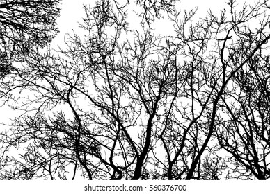 Realistic silhouette of bush with bare branches (Vector illustration).eps10