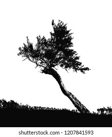 Realistic silhouette of the southern tree (Vector illustration) .Eps10