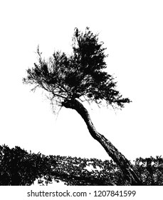 Realistic silhouette of the southern tree (Vector illustration) .Eps10