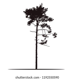Realistic silhouette of tree - pine with branches and needle - isolated vector on a white background