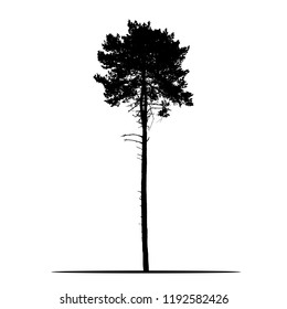 Realistic silhouette of tree - pine with branches and needle - isolated vector on a white background