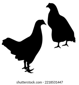 Realistic silhouette of two chickens. Vector isolated on a white background. Great for poultry farm logos, posters and banners