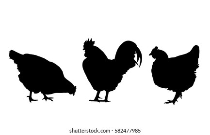 Realistic silhouettes hens and rooster isolated on white background - vector