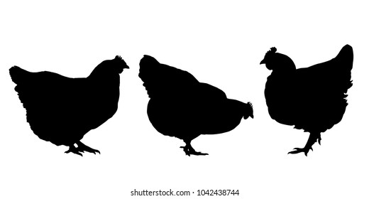 Realistic silhouettes of three hens and chickens - isolated vector on a white background