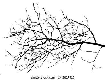 Realistic silhouettes of trees from nature.Realistic silhouette of a Bush with bare branches