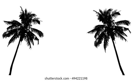 Realistic SilhouetteTropical Coconut Palm Tree, black silhouettes and outline contours on white background. Vector