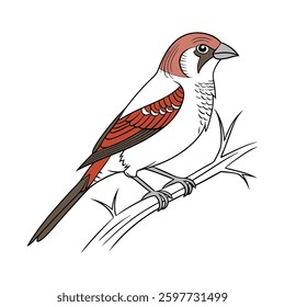 Realistic Silverbill Bird Illustration in Nature. Concept of Bird Design.