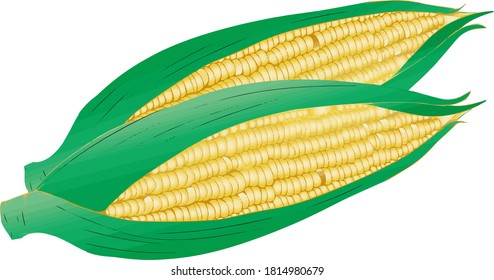 Realistic and simple corn illustration