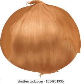 Realistic and simple onion illustration