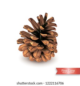 Realistic single pine cone isolated on white background. Object for design. Vector illustration.