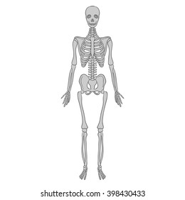 realistic skeleton on a white  background