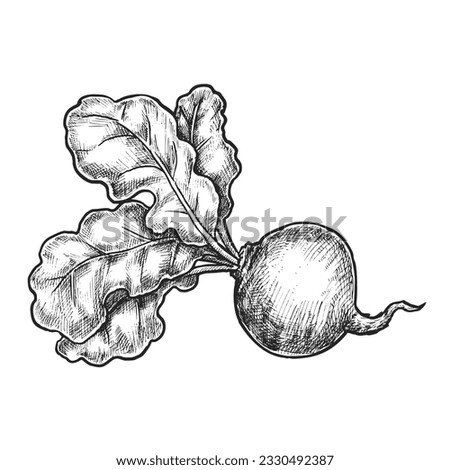 Realistic sketch of beetroot. Vector illustration of vegetable from garden or farm. Pencil or hand drawn food for vegan or vegetarian recipe. Salad or soup ingredient. Cooking and recipe, agriculture