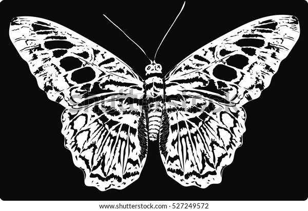 Realistic Sketch Butterfly White Butterfly On Stock Vector