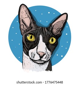 Realistic sketch cat. Sphynx breed. Realistic sketch flower. Tulip. Print for t-shirt, cover. For your use. For your use.