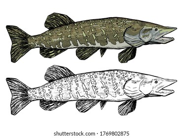 Realistic sketch drawing of Pike fish. Hand drawn vector illustration in vintage style. Set of contour and color element isolated on white. For fishing design, decor, prints, sticker, poster, t shirt.