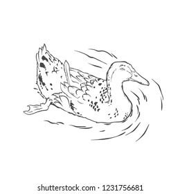 Realistic sketch of duck in line art design, vector illustration for coloring book page