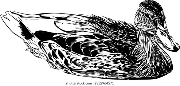 Realistic sketch of a female mallard duck svg