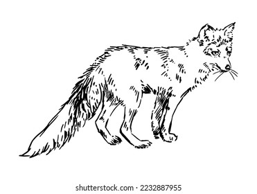 Realistische Skizze von Fuchs. Doodle von wildem Waldtier. Handgezeichnete Vektorgrafik. Einzelzeichnung einzeln auf Weiß. Element für Design, Dekoration.