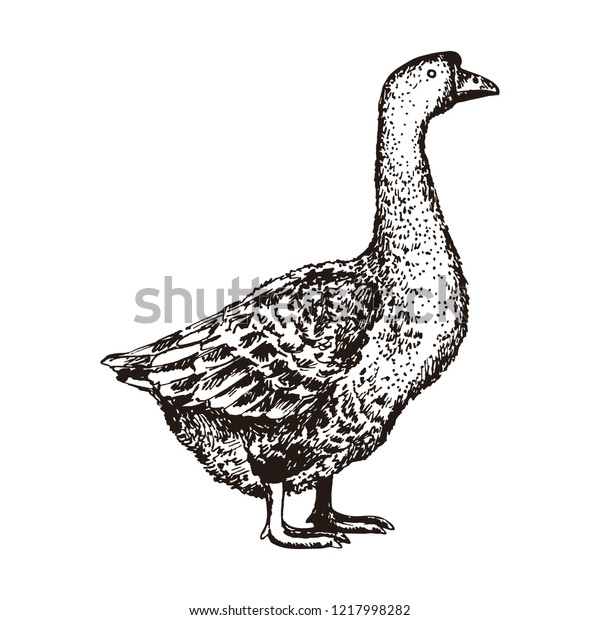 Realistic Sketch Goose Idea Illustration Book Stock Vector (royalty 