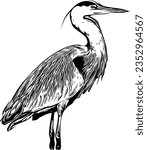 Realistic sketch of a Great Blue Heron
