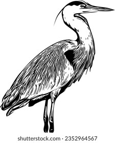 Realistic sketch of a Great Blue Heron svg