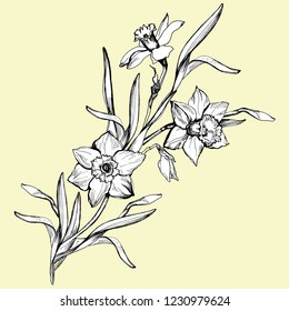 Realistic sketch with hand drawn flowers Daffodils isolated on light background. Monochrome botanical element for create floral design, wedding invitaton, celebration card mockup. Vector Illustration