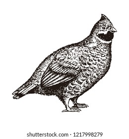 Realistic sketch of hazel grouse. Idea of illustration for book on biology or tattoo. Vector.