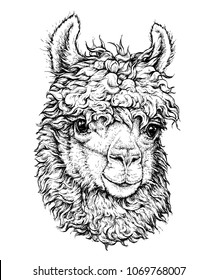 realistic sketch of LAMA Alpaca, black and white drawing, isolated on white