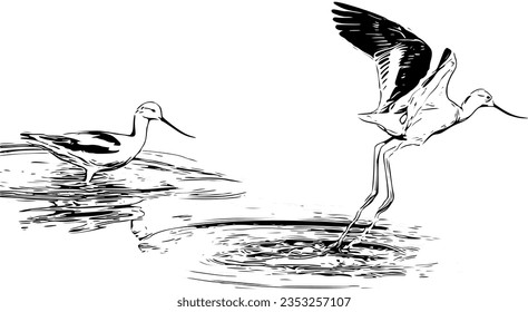 Realistic sketch of a pair of American Avocet's playing in the water svg